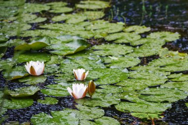Beyaz çiçekli nilüferler ve bir bahçe havuzunda yağmurda yuvarlak yeşil pedler, çevre, hava ve iklim değişikliği konsepti, kopya alanı, seçilmiş odak alanı, dar alan derinliği