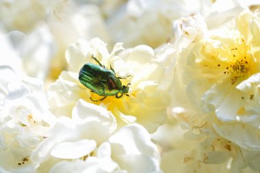 Beyaz bir gül çiçeğindeki polen ve narin taç yapraklarını yiyen yeşil gül chafer (Cetonia aurata), Almanya 'da bu böcek koruma altındaki bir türdür, kopyalama alanı, seçilmiş odak alanı, dar alan derinliği