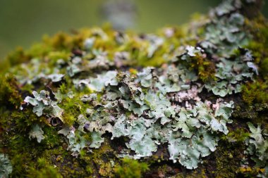 Lichen (Parmelia sulcata) ve yosun çürüyen bir ağacın kabuğunda büyür, seçili odak ile yakın çekim, boşluk kopyala