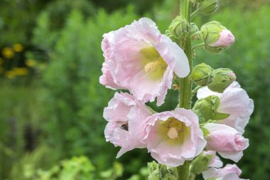 Hollyhock (Alcea rosea) (soluk pembe çiçekler) bir kulübe bahçesinde ekilmiş, yeşil arka plan karşı bienal bitki, kopyalama alanı, seçili odak, dar alan derinliği