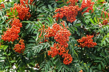 Turuncu kiraz (Sorbus aucuparia), yazdan kışa kadar küçük ağaç kuşlar tarafından memnuniyetle yenen olgun meyvelerle doludur, seçilmiş odak noktası, dar alan derinliği