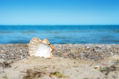 Deniz tarağı kabuğu, mavi suyun önündeki doğal bir kumsalda, açık bir gökyüzünde, deniz tatili için tebrik kartı ve konsept, kopyalama alanı, seçilmiş odak, dar alan derinliği