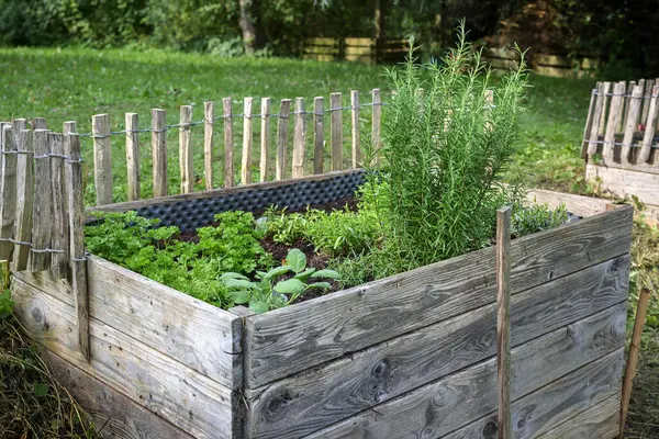 stock image Wooden raised bed on a slope in the kitchen garden, planted with herbs such as rosemary, sage, oregano and parsley, selected focus