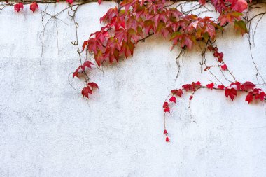 Boston sarmaşığı ya da üzüm sarmaşığı (Partenocissus triküpidata) kırmızı sonbahar renkleriyle sıvanmış beyaz bir duvara tırmanır, süslemeli sarmaşık bitkisi sıkça büyür, duvarcılık binalarının cephelerini kaplar,