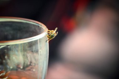 Yazın sonlarında bir partide bir içme bardağının üzerinde bulunan Wasp (Vespula germanica), bazı insanlar için iğnenin alerjik reaksiyonlara, kopyalama alanına, seçilmiş odak noktasına ve dar alan derinliğine yol açabileceği tahmin edilmektedir.