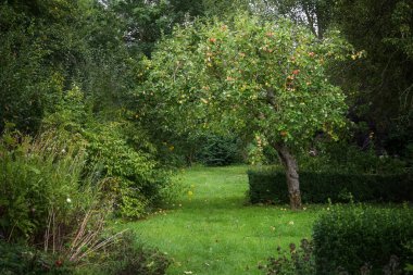 Yaşlı elma ağacı küçük doğal bir kır bahçesinde doğal bir kemer oluşturur yabani bitkiler, yerli çalılar ve kutu çitleri, çevre dostu bahçeler, fotokopi alanı, seçilmiş odak noktası