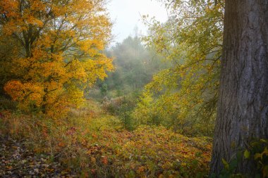 Doğal bir sonbahar manzarasında, çeşitli ağaçlar, çalılar ve otlarla birlikte turuncu altın yapraklar ve yumuşak güneş ışınları, sonbahar mevsiminde güzel doğa, kopyalama alanı, seçilmiş odaklanma.