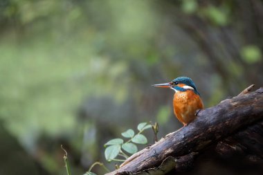 Balıkçı dişi (Alcedo) bir dala oturmuş, utangaç kuş temiz suyu olan gölleri ve nehirleri tercih eder, Almanya 'da nadir bulunan, bulanık doğal yeşil arka plan, kopyalama alanı, seçilmiş odak noktasını tercih eder.  