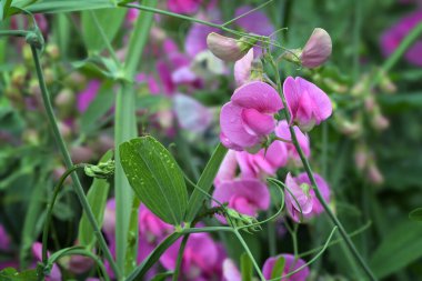 Tatlı bezelyeden pembe çiçekler, lathyrus kokusu, kır evinde yetişen yıllık tırmanma bitkisi, kopya alanı, seçilmiş odak, dar alan derinliği.