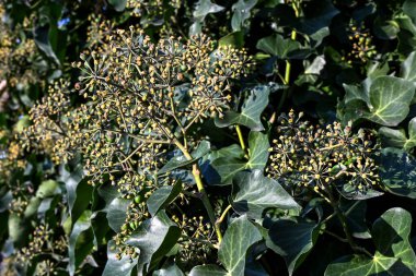 Inflorescence of common ivy (Hedera helix), the climbing plant is an important autumn food source for insects due to the late flowering period, selected focus, narrow depth of field clipart