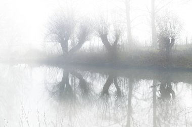 Three pollarded willows on the lake shore with reflection in the water in the fog on a cold winter morning, landscape with mystical gray atmosphere, copy space, selected focus clipart