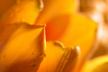 Turuncu lalenin yaprak ucu, makro çekim, soyut çiçek arkaplanı veya Paskalya bayramı için tebrik kartı fotokopi alanı, seçili odak, dar alan derinliği
