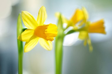 Bulanık yeşil arkaplan önünde sarı nergis çiçekleri (Narcissus), doğadan Paskalya veya bahar selamı, kopyalama alanı, seçilmiş yumuşak odak, dar alan derinliği