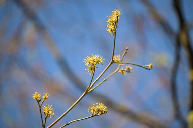 Baharın başlarında kornelin çıplak dallarında (Cornus mas) sarı infloresans, arılar için ilk besin, mavi gökyüzü, kopyalama alanı, seçilmiş odak, dar alan derinliği