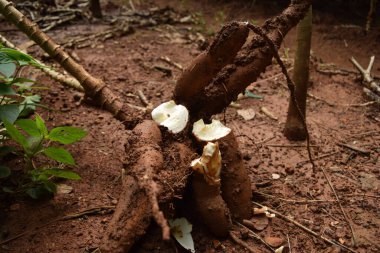 Büyük kasava tarlası hasat etmeye hazır.