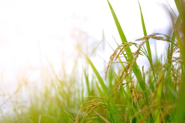 Uzun, güzel yeşil tarlalar açan tarımın pirinç tarlaları