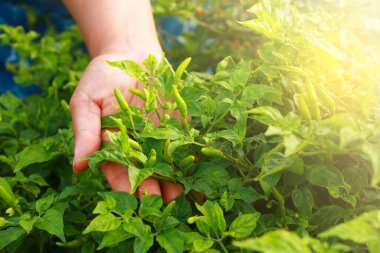 Çiftçi arka bahçede kırmızı biber topluyor, akşam ışığı...