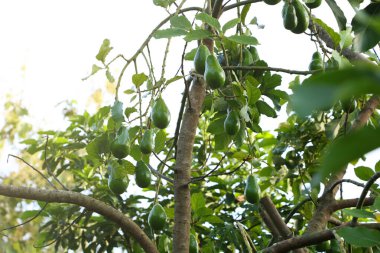 Yeşil dalda taze olgun avokado, güneşli bahçede iştah açıcı.