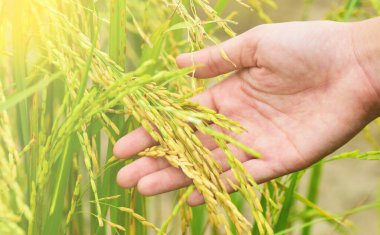 Uzun, güzel yeşil tarlalar açan tarımın pirinç tarlaları