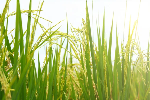 Stock image The rice fields of agriculture that are blooming long beautiful green