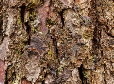 Eski, engebeli bir ağaç kabuğunu yakından çek. Çam ağacı. 