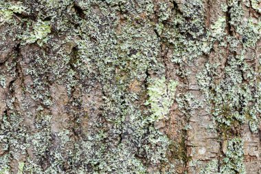 Görünür kertenkelelerle bir ağaç kabuğunu yakından çek. Doğal soyut arkaplan