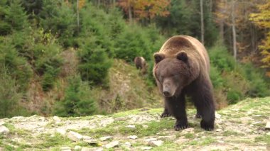 Vahşi kahverengi ayı yeşil ormanda yürümektense yerde duruyor.