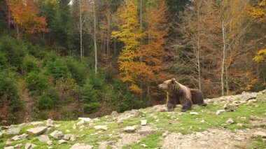Bekar kahverengi ayı güzel bir sonbahar ormanında yeşil çimenler ve sarı ağaçlar üzerinde taşlarla uzanır.