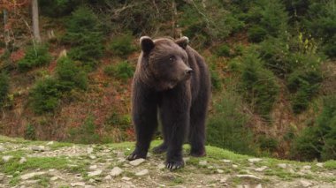 Genç vahşi kahverengi ayı sonbahar ormanındaki taşlı bir tepede duruyor ve uzaklaşıyor.