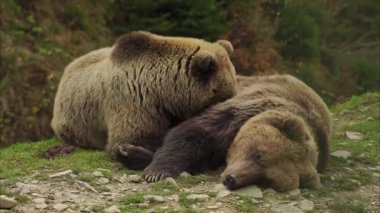 İki vahşi kahverengi ayı, anne ve shis büyüyen yavru bir ormanda yerde birlikte yatıyor.