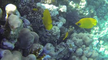 Mavi yüzgeçli kelebek balıkları Kızıl Deniz 'deki mercan resiflerinde yüzerler.