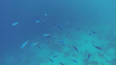 Süveyş Piyade Okulu Kızıldeniz sualtı çekimlerinde yüzer.