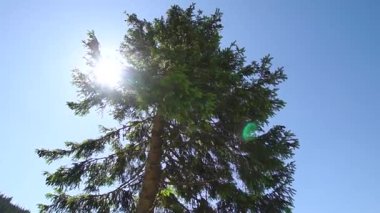 Tek bir uzun yeşil çam, açık mavi gökyüzü ile güneşi kaplar ve bir güneş ışığı gelir.