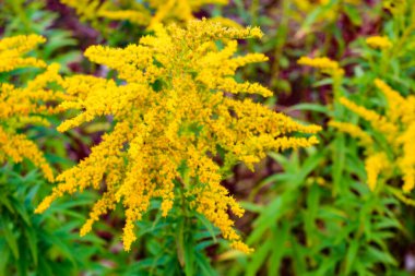 Forest flower. Nature macro. Summer day. 