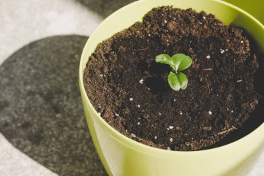 a lemon spit planted in a green pot.