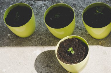 house plants. growing lemons at home.