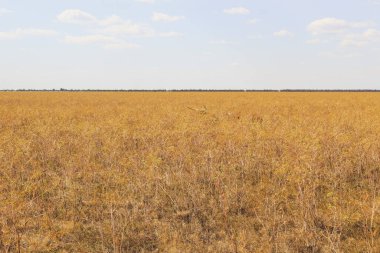Wild animals. Rare and endangered species of animals in their natural environment, Askania Nova, Safari. Ukraine.