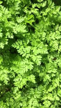 Chervil, Anthriscus cerefolium, Fransız maydanozu ya da bahçe çeri, açık yeşil yaprakları açık bahar güneşinde yıkanan, rüzgarda titreyen ve doğal bir dantel deseni yaratan, yakınlaşıp uzaklaşan dikey bir video..