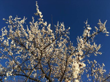 Koyu mavi bulutsuz gökyüzüne karşı beyaz çiçekli bir kayısı ağacı dalı; bahar güzelliğini ve doğanın gücünü sembolize eden yatay yakın plan bir fotoğraf bir duvar kağıdı olarak kullanılabilir..