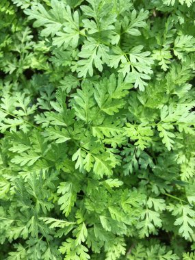 Chervil, Anthriscus cerefolium, Fransız maydanozu ya da bahçe çeri, açık yeşil yaprakları parlak bahar güneşinde yıkanır ve doğal bir dantel desen oluşturur; dikey bir fotoğraf..