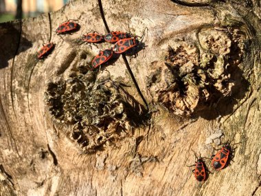 Ateş böcekleri veya Pyrhocoris apterus kalın kütüğün yüzeyinde kıvrımlı düğümlerin etrafında açık kahverengi düz kabuk ile sürünen; böcek davranışları, toplu iş ve işçilik içeren yatay bir fotoğraf.