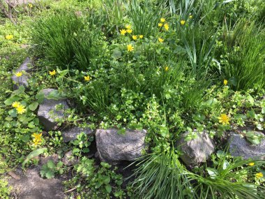 Ficaria verna 'nın küçük sarı çiçekleri, daha az celandine veya pilewort, uzun yeşil çimenler ve gri taşlarla çevrili çiçek yatağında büyüyen; bir manzara tasarımı örneğine hizmet eden yatay bir fotoğraf.