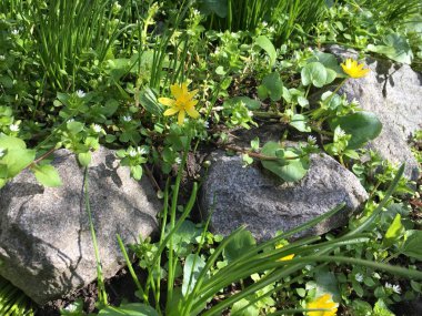 Ficaria verna 'nın küçük sarı çiçekleri, daha az celandine veya pilewort, uzun yeşil çimenler ve gri taşlarla çevrili çiçek yatay yakın plan manzara tasarımı fotoğrafı.