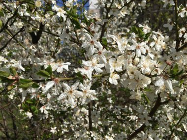 Bir kiraz ağacı çiçeği: küçük beyaz çiçekler ve yatay yeşil yapraklar ile birlikte yoğun çiçeğe karşı doğal bir desen oluşturur; yatay bir yakın plan olarak kullanılabilir.