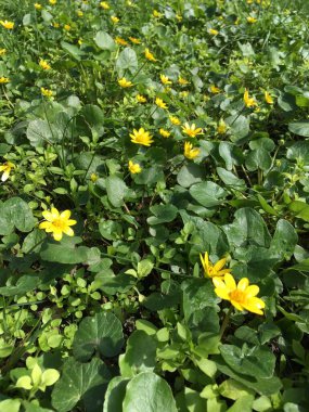 Ficaria verna 'nın küçük sarı çiçekleri, daha az celandine veya pilewort, kendi yaprakları arasında doğal bir desen oluşturur; arka plan olarak doğrusal perspektife sahip dikey bir fotoğraf kullanılabilir.
