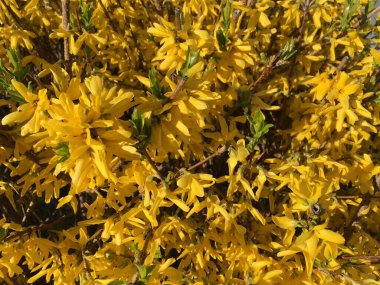 İnce dallara uzanan parlak sarı ve turuncu çiçekli forsythia çalıları doğal bir model oluşturur; yatay yakın plan veya doku olarak kullanılabilir.