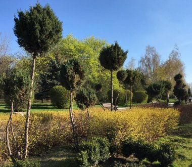Tükürük ve akçaağaçlarına karşı ağlayan ardıç ağaçları veya altın çan çalıları; büyümeyi ve rahatlamayı sembolize eden yatay park fotoğrafı bir duvar kağıdı olarak kullanılabilir