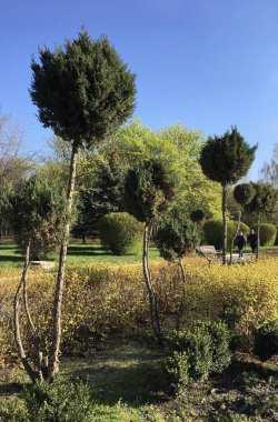 Salya ve akçaağaçlara karşı ağlayan ardıç ağaçları veya altın çan çalıları; büyümeyi ve rahatlamayı sembolize eden dikey bir park sokak fotoğrafı bir duvar kağıdı olarak kullanılabilir