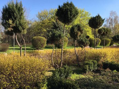 Salix purpurea ve akçaağaçlarına karşı ağlayan Yunan ve Çin ardıç ağaçları; büyümeyi ve rahatlamayı sembolize eden yatay park fotoğrafı bir duvar kağıdı olarak kullanılabilir