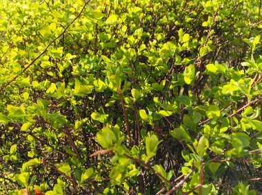Bir çalılığın küçük yeşil yaprakları güneş ışınlarında kalın bir doğal desen oluşturur; dikey düz düz bir yakın plan arka plan, doku veya duvar kağıdı olarak kullanılabilir.
